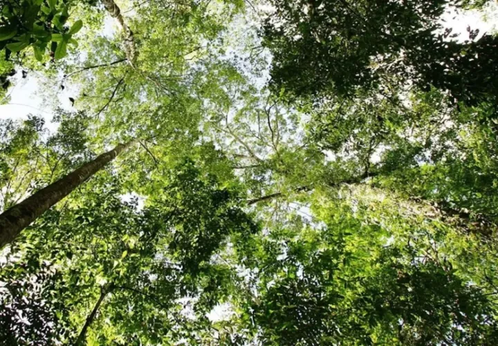 Todos los tipos de cedro fueron incluidos en el Apéndice II de Cites. Foto ilustrativa: EFE