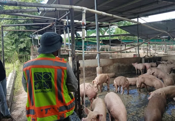 Las porquerizas  no cuentan con sistemas de tratamiento. Foto: Cortesía