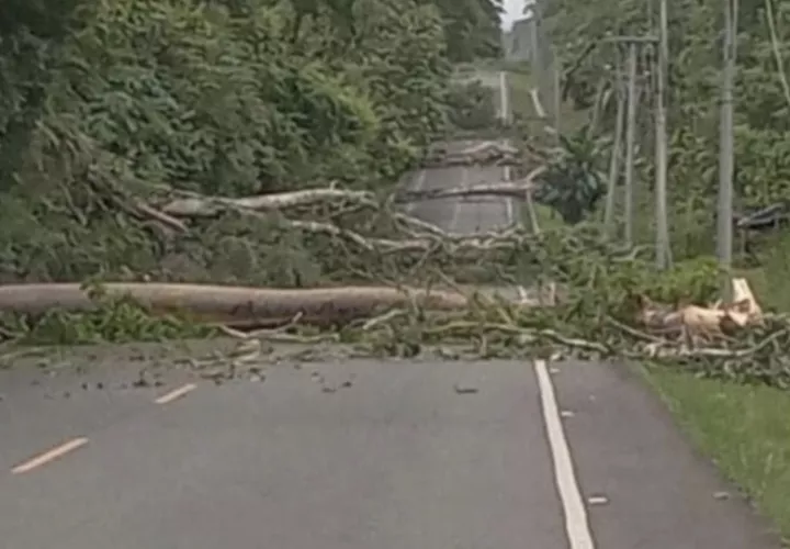 Varios árboles han sido derribados por los manifestantes. Foto: Cortesía