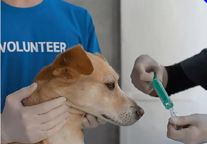 El hospital veterinario es una promesa de campaña. Foto ilustrativa