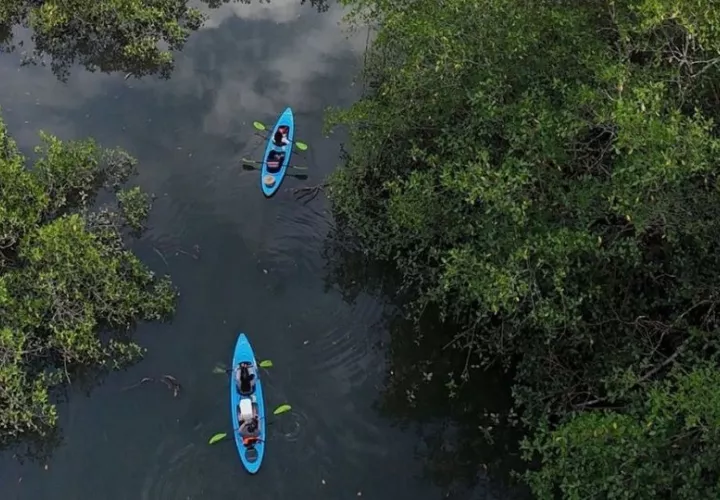 Se realizan excursiones en kayak por los manglares. Foto: Cortesía