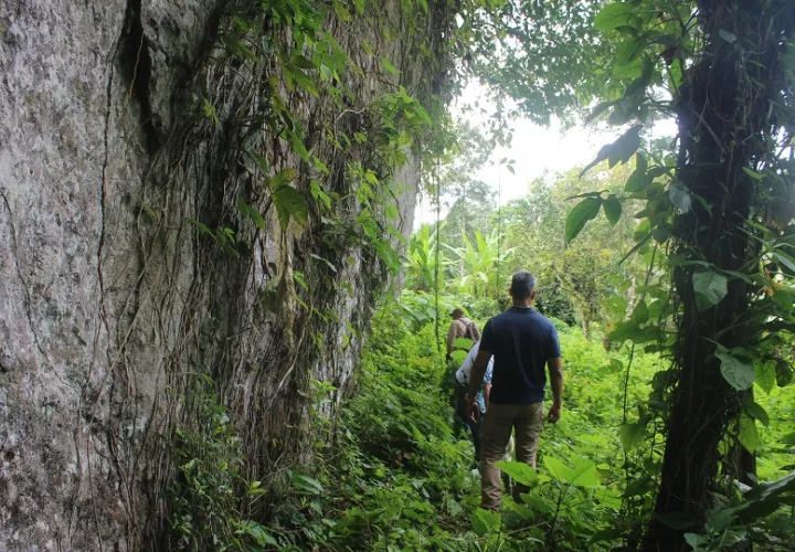 El sendero “Trinidad” de 1.5 kilómetros tendrá un mayor grado de dificultad aun con las mejoras que se tienen planeadas. Foto. Eric Montenegro