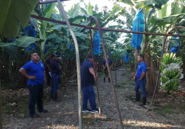 La actividad bananera en Bocas del Toro tenía más de un siglo y se remonta a antes del siglo XX.  Foto: Internet