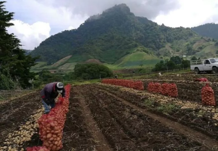 La agricultura es importante para la seguridad alimentaria. Foto: Archivo