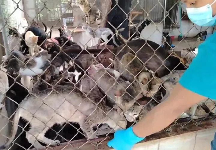En el sitio, funcionarios del MP, ubicaron unos 123 gatos, 17 perros y dos loros, en hacinamiento dentro de jaulas, gravemente enfermos y desnutridos. Foto. Eric Montenegro