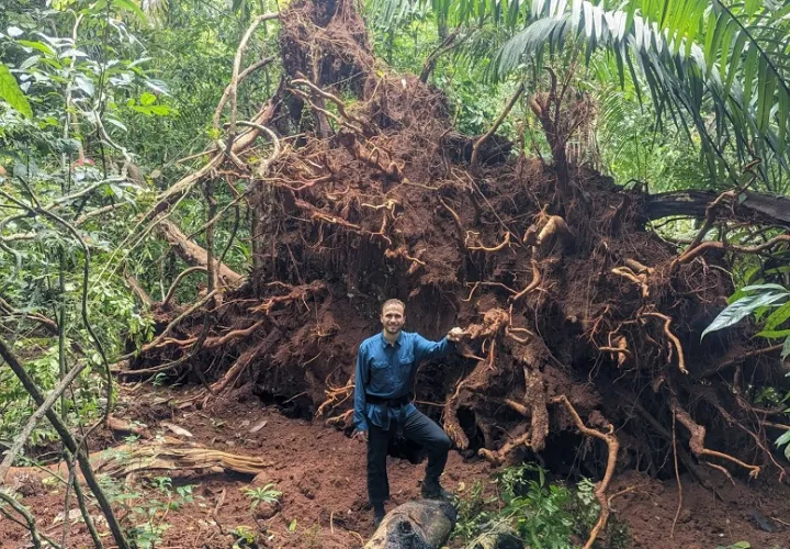 Evan Gora, ecólogo forestal en el Cary Institute junto a las raíces de un árbol derribado por los vientos de una tormenta. Foto:  Steve Yanoviak