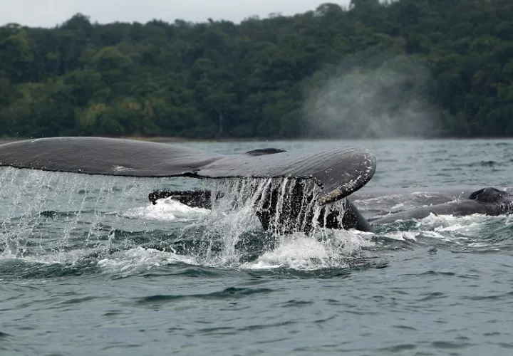 Ballenas jorobadas en el océano Pacífico. Foto. EFE