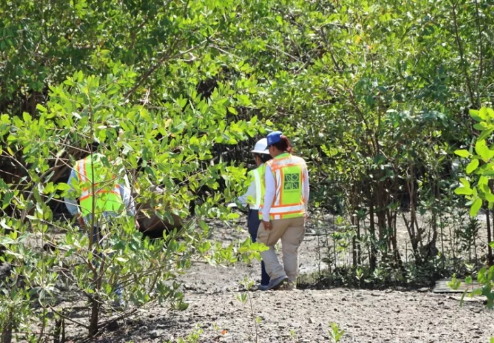 El concejo municipal de Chame había aprobado con antelación la Resolución número 406 del 9 de mayo de 2025, que disponía el uso del vertedero hasta el 30 de julio. Foto. Cortesía