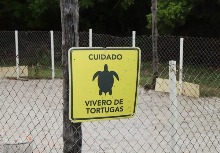 En las costas del Caribe y del litoral Pacífico de Panamá anidan cinco de las siete especies de tortugas marinas que existen en el planeta. Foto. MiAMbiente