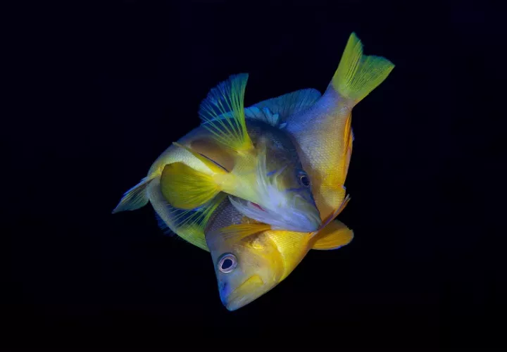 Dos peces vacas o meros de vientre amarillo (Hypoplectrus aberrans) desovando en Dominica. Foto:  Carlos & Allison