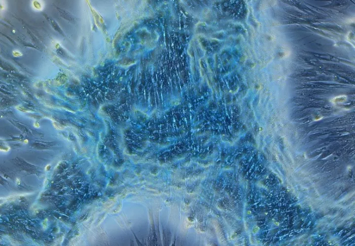 Primer lugar de FotoCiencia 2024 en la categoría Fotografía Microscópica. Foto: Rebbeca Vergara