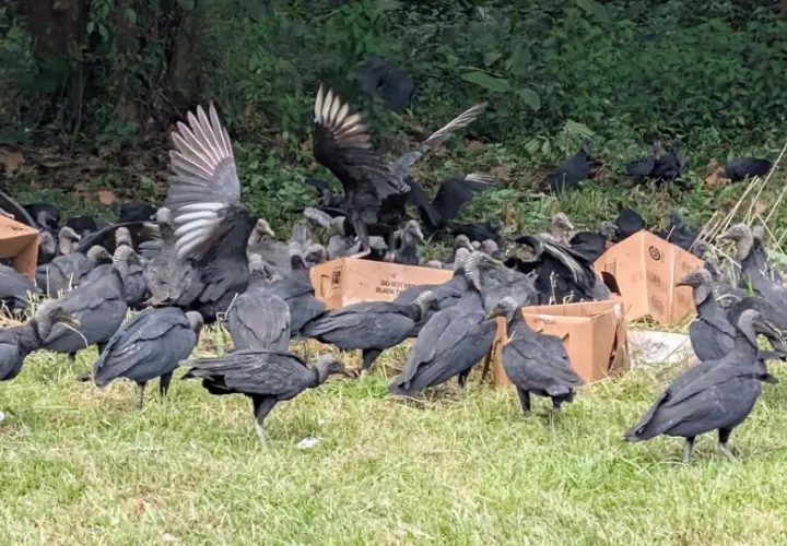 Presencia de gallinazos por los animales muertos. Foto: Cortesía