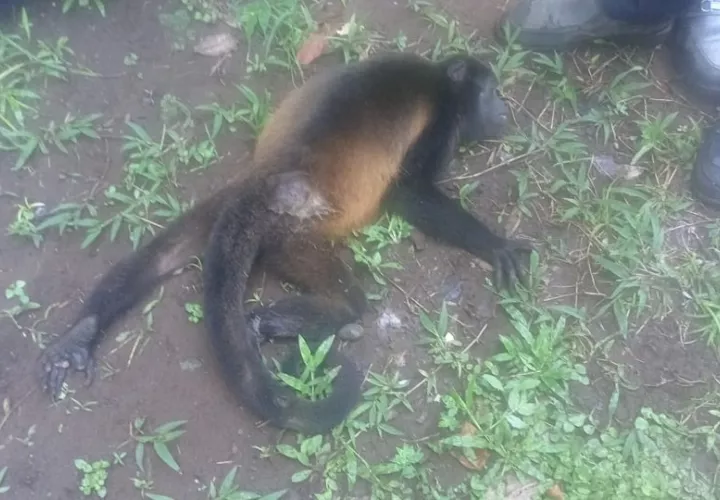 La mona no soportó la descarga. Foto. Cortesía