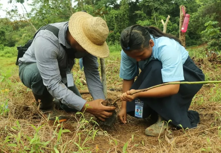 Este proyecto les ha traído variedades de plantones a las comunidades que ayudan a reforzar la conservación. Foto: Cortesía