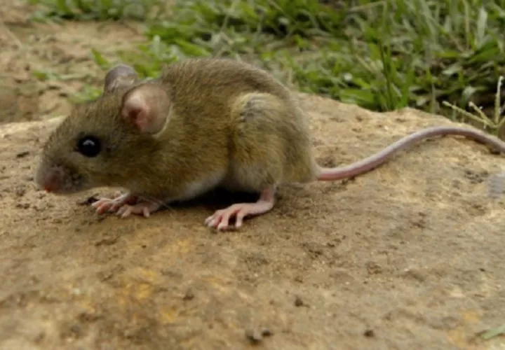 El acumulado del año 2025 registra 14 casos de fiebre por hantavirus y 10 de síndrome cardiopulmonar. Foto. Ilustrativa