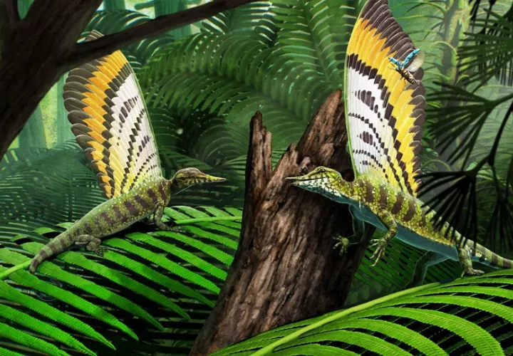 Reconstrucción e ilustración de Mirasaura en su entorno natural cazando insectos. Foto: Gabriel Ugueto