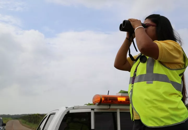 El monitoreo aumenta en temporada de migración de aves. Foto: Cortesía