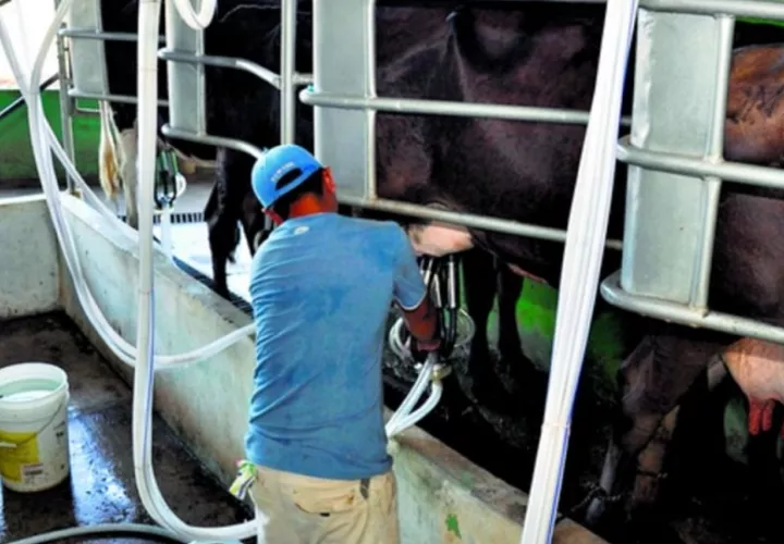 Las agrupaciones de productores lacteos advirtieron que  este recorte afectará de manera directa a los eslabones más vulnerables de la cadena productiva . Foto. Thays Domínguez