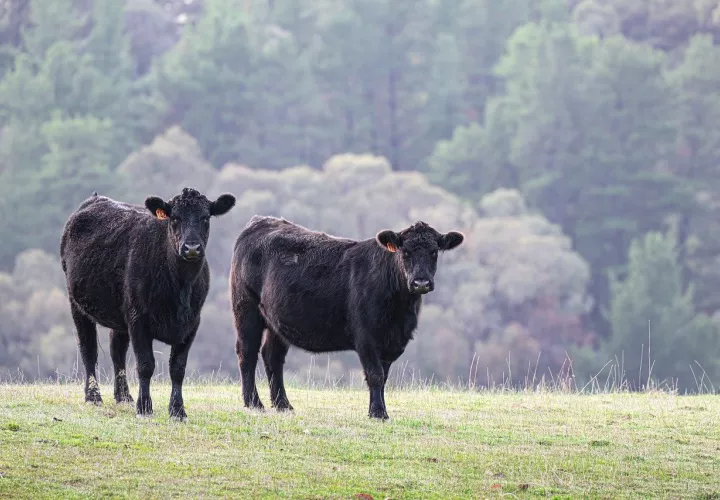 black-angus-9715520_1280.jpg