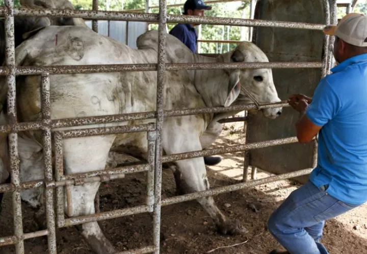 Una persona trabajando en una finca ganadera en Metetí (Panamá). Foto: EFE