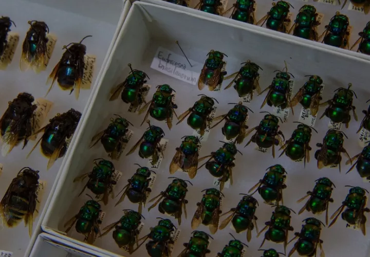 Las abejas de las orquídeas (Euglossini) son una de las familias de artrópodos donde pueden aparecer especies crípticas. Foto. Cortesía