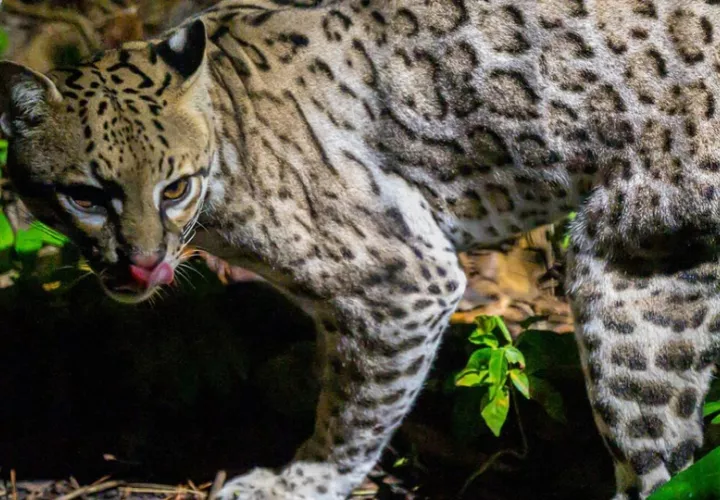Belice cuenta con una naturaleza privilegiada.