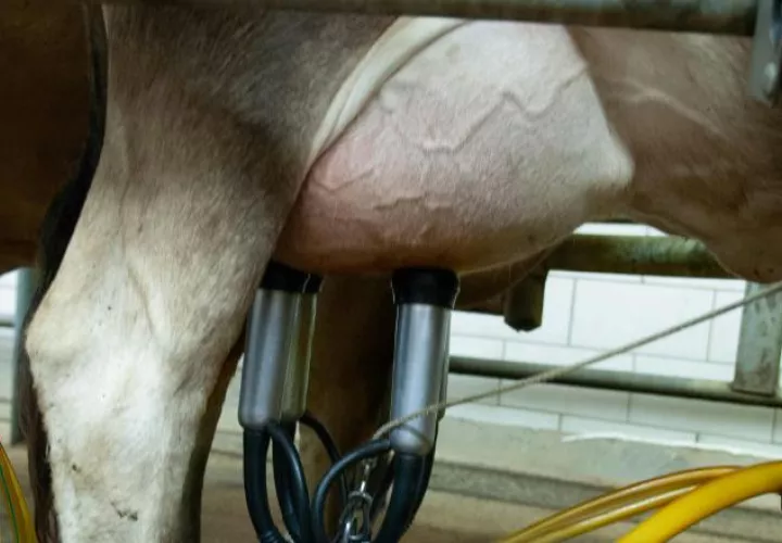 Muchos productores de leche han abandonado la actividad.  Foto ilustrativa