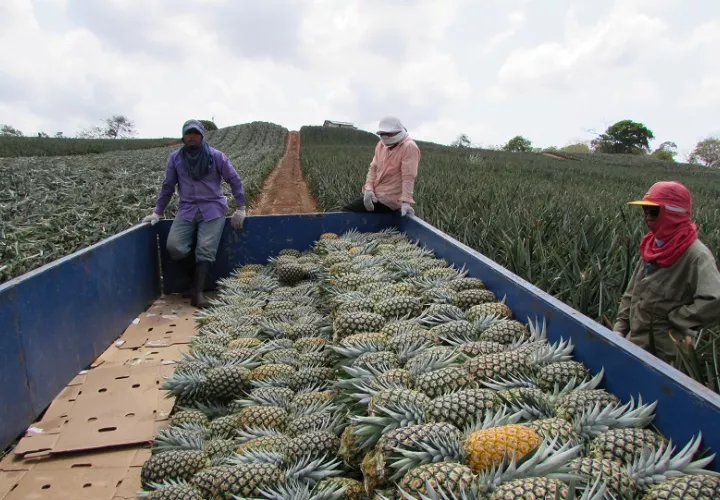 Actualmente, la zona norte de La Chorrera es un área de desarrollo urbanístico en donde además se localizan cultivos de piña para exportación y el mercado local. Foto. Eric Montenegro