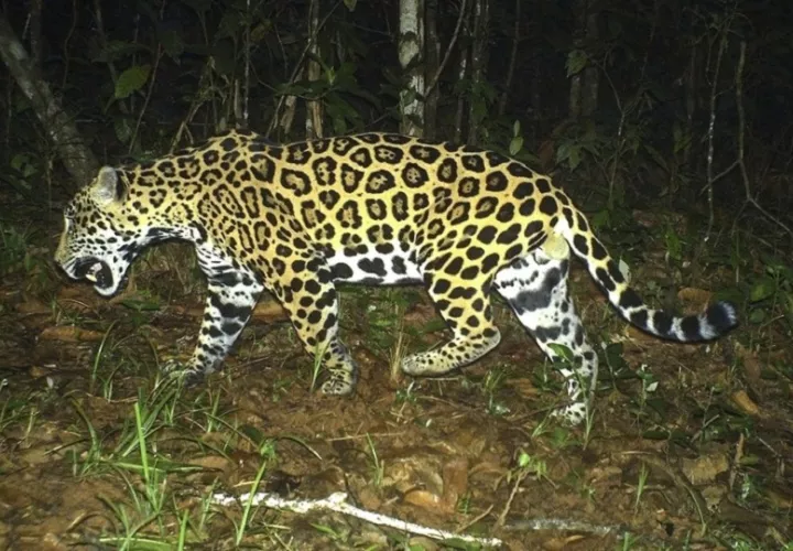 En el parque Darién hay una gran biodiversidad. Foto: Cortesía