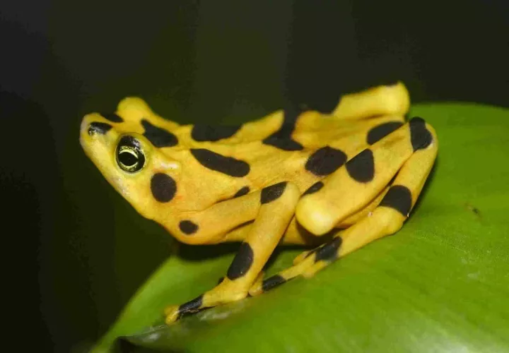 Expertos creen que el quítrido es el responsable de la extinción de nueve especies de ranas en Panamá. Foto: Cortesía.