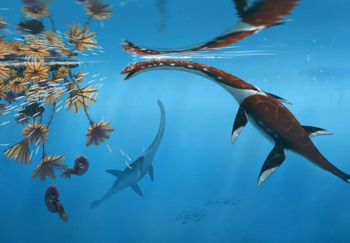 El hallazgo amplía el conocimiento de los ecosistemas oceánicos prehistóricos. Foto: EFE