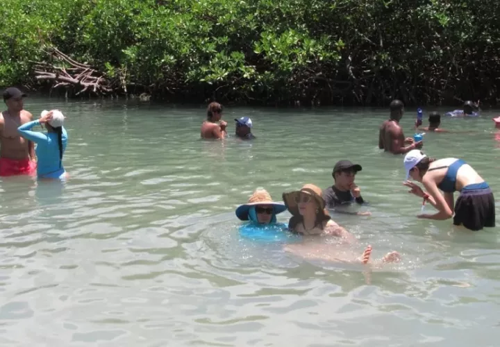 Ya en el lugar, los visitantes pueden nadar en estas cristalinas aguas de color azul, en la que pueden observar los peces que viven en esta área de manglar.