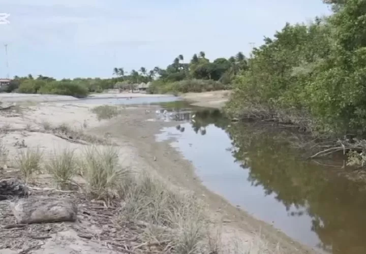 Se ha denunciado la grave afectación que tendrá cualquier tipo de obra en los manglares de playa Ensenada. Foto. Eric Montenegro