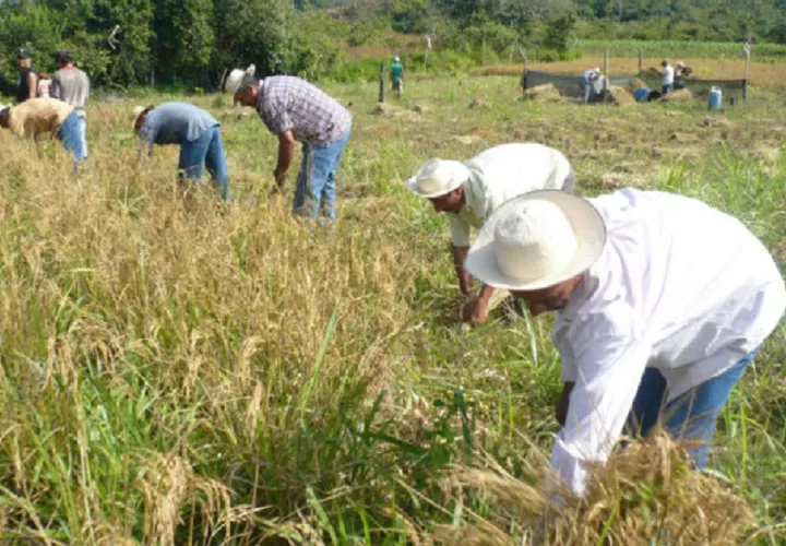 A los productores se les adeuda cerca de 23 millones de dólares desde 2023. Foto: Cortesía
