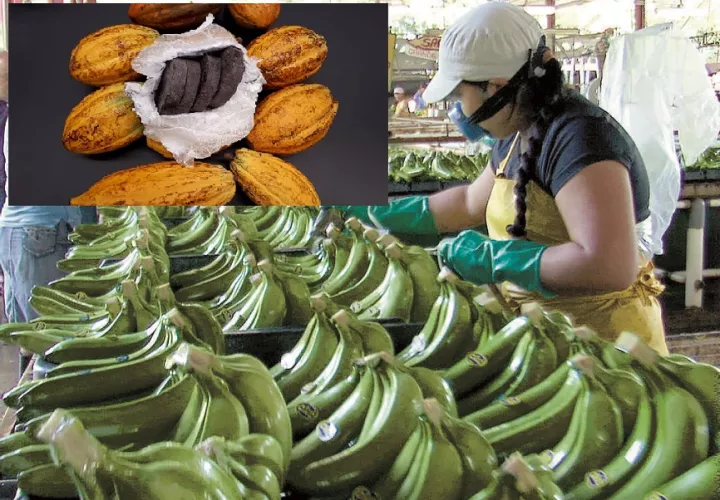 Banano y cacao serían actividades para generar empleos en Bocas del Toro.