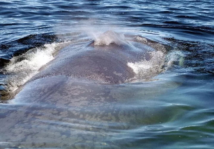 Las ballenas azules aún están en peligro de extinción. Foto: Cortesía