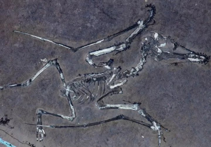 El pterodáctilo recién nacido, apodado Lucky, iluminado con luz ultravioleta. Foto: EFE