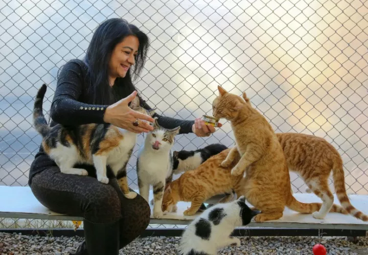 Los gatos adultos son muy cariñosos, mimados y les encanta estar en compañía. Foto: Ilustrativa / Pexels