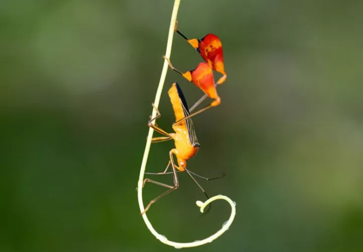 Insecto matador, Bitta alipes (antes Anisoscelis alipes). Foto: EFE