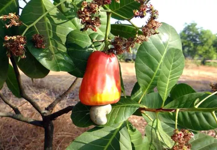 En Panamá se ha hecho un esfuerzo para que la fruta no desaparezca.
