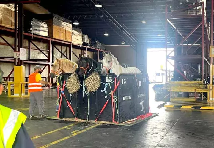 Se aplicó  protocolos de cuarentena a un total de 13 equinos importados. Fotos Mida
