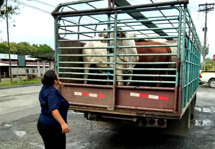mida-reses-salud-animal.jpg