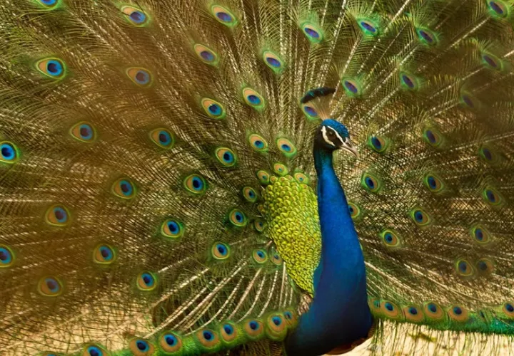  En Florida los pavos reales se consideran animales no nativos. Foto: Pexels