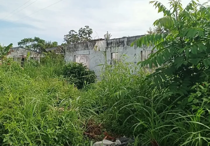 La comunidad exige a la alcaldía y al Ministerio de Salud que actúen de inmediato, pues consideran que la proliferación de animales ponzoñosos. Foto. Melquíades Vásquez