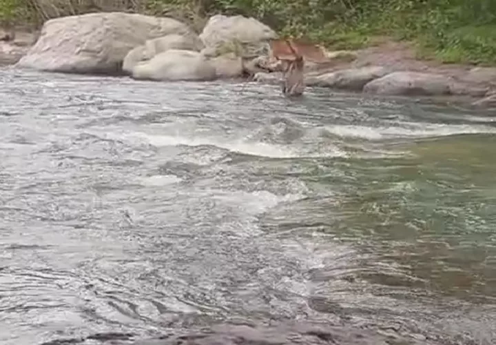 A parte de los estudiantes los miembros de la comunidad también se arriegan al creuzar el río del área. Foto. Tomada de video