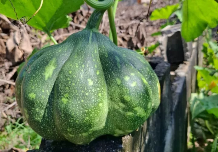 Culinariamente el zapallo se clasifica como un vegetal. Foto: Belys Toribio