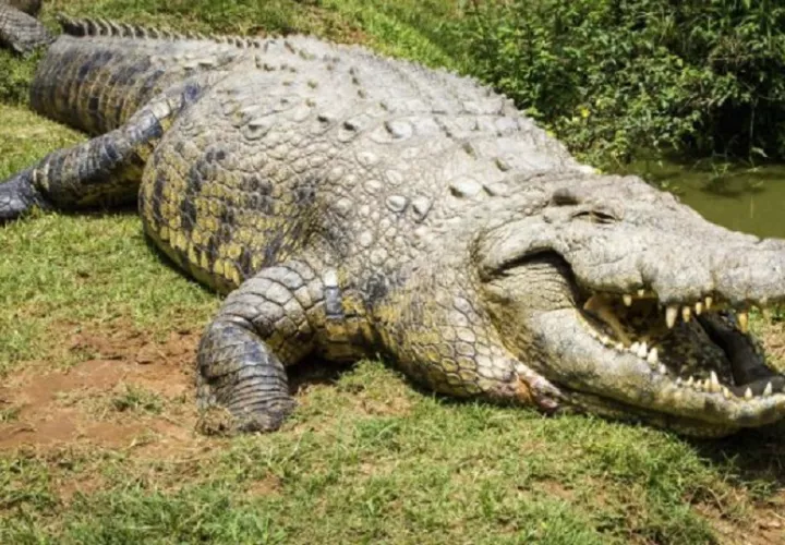 cocodrilo_-_huracan_melissa_-_jamaica_-_desplazamiento_0.jpg