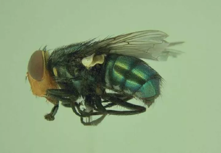gusano-barrenador_0_0.jpg