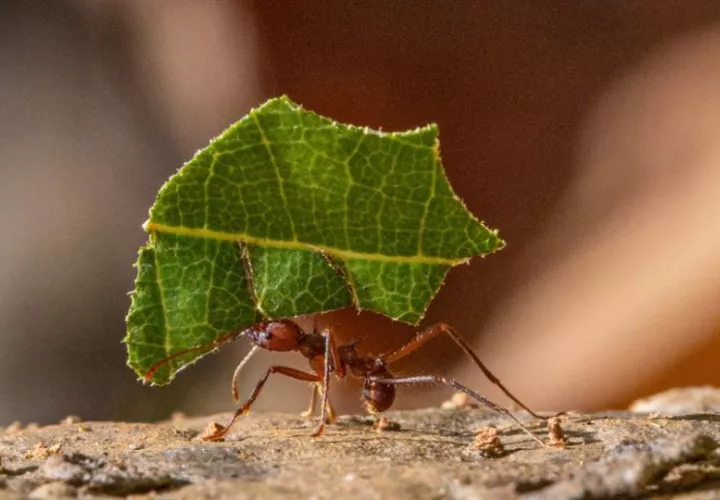 Hormiga cortadora de hojas. Foto: EFE