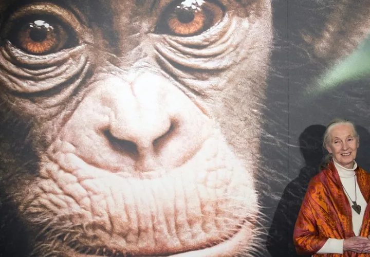 Jane Goodall  en una foto de archivo de 2013. Foto: EFE